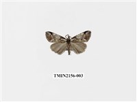 藏品(臺美波紋蛾)的圖片